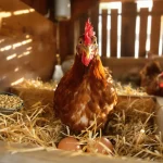 4 astuces simples pour booster la ponte de vos poules