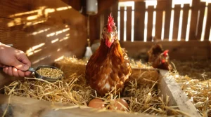 4 astuces simples pour booster la ponte de vos poules