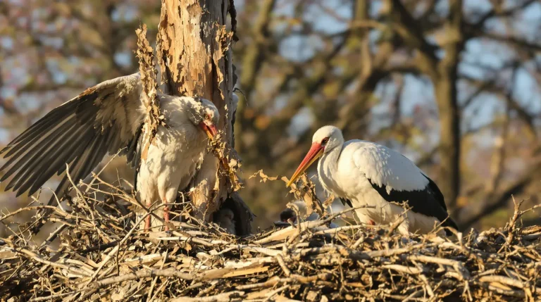 Alsace : une salve de destructions de nids d’oiseaux et de rapaces, 50 ans après la loi de protection de la nature