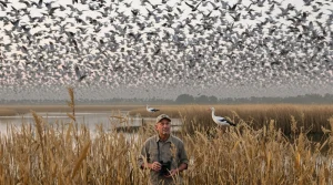 Avec plus de 36 000 individus, la hausse des grues cendrées en Camargue se confirme en 2026