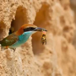 Cet oiseau multicolore revient en France en avril et fait ce qu’aucun piège à frelons ne fait