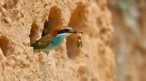 Cet oiseau multicolore revient en France en avril et fait ce qu’aucun piège à frelons ne fait