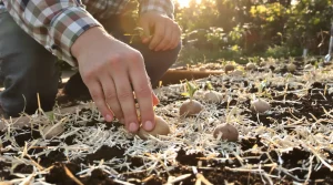 Comment planter les pommes de terre sans effort : les conseils de Jean-Yves, jardinier expert