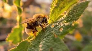 Découverte : les bourdons piquent les plantes et les font fleurir plus tôt, voici pourquoi
