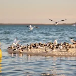 Des espèces d’oiseaux menacées viennent s’y reproduire : sur l’étang de Thau, des bouées interdisent l’accès