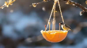 Je l’ai posée hier : cette mangeoire maison à faire en 5 minutes attire les oiseaux dès le matin