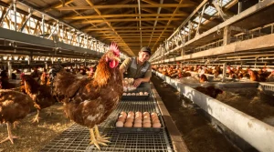 La durée de ponte de mes poules pondeuses progresse d’une semaine par an : voici pourquoi