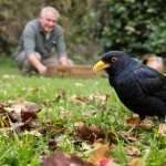 Quelle est la vraie signification de la présence d’un merle dans votre jardin ? Voici pourquoi