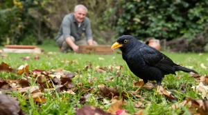Quelle est la vraie signification de la présence d’un merle dans votre jardin ? Voici pourquoi