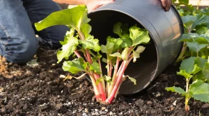 Vos plants de rhubarbe : ce geste d’avril donne des tiges plus précoces, tendres et moins acides